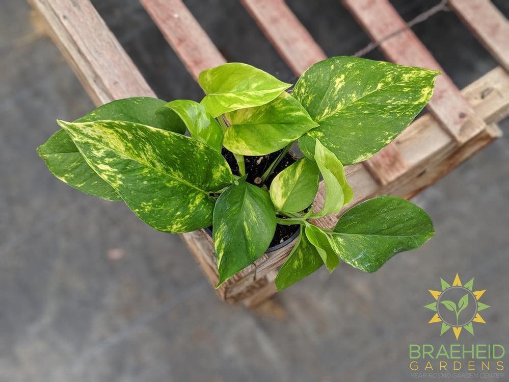 Shop for Golden Pothos in Canada