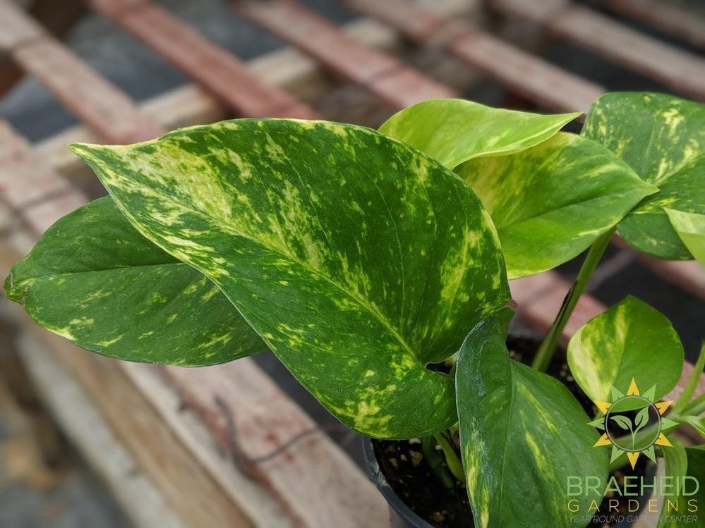 Golden Pothos Leaf foliage