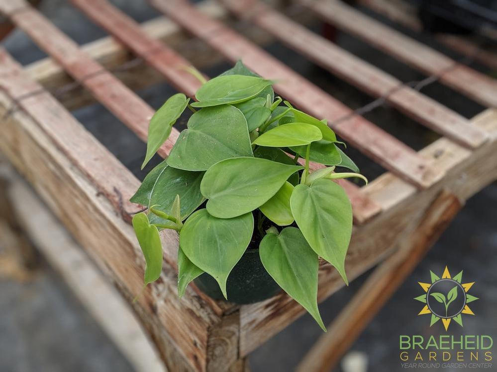 Heart Leaf Philodendron