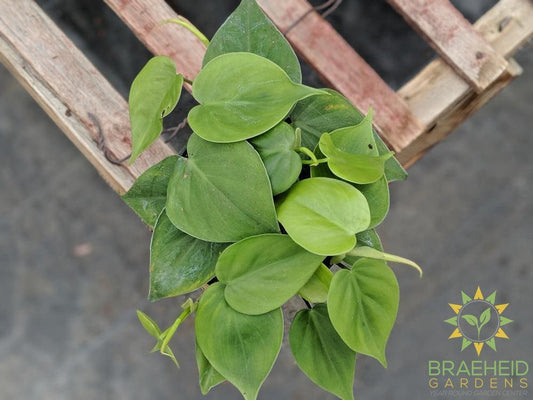 Heart Leaf Philodendron