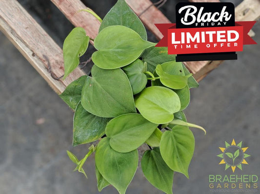 Heart Leaf Philodendron