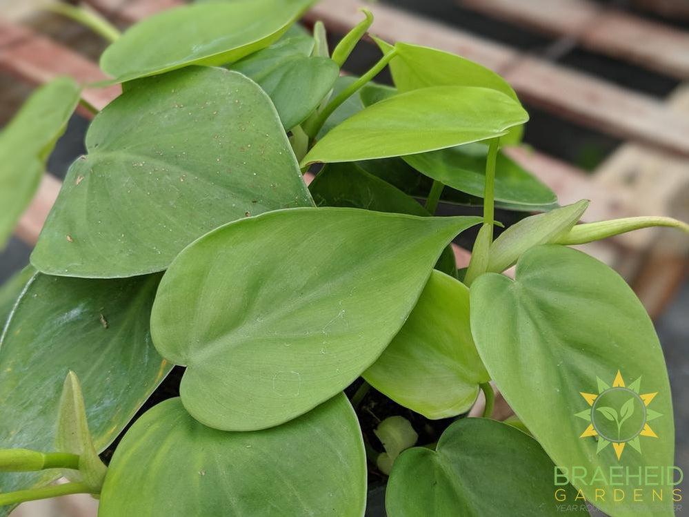 Heart Leaf Philodendron