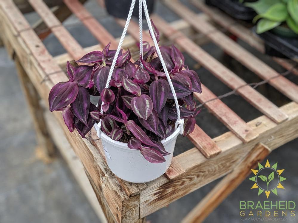 Red Wandering Jew Hanging Basket