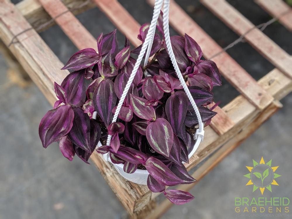 Red Wandering Jew Hanging Basket