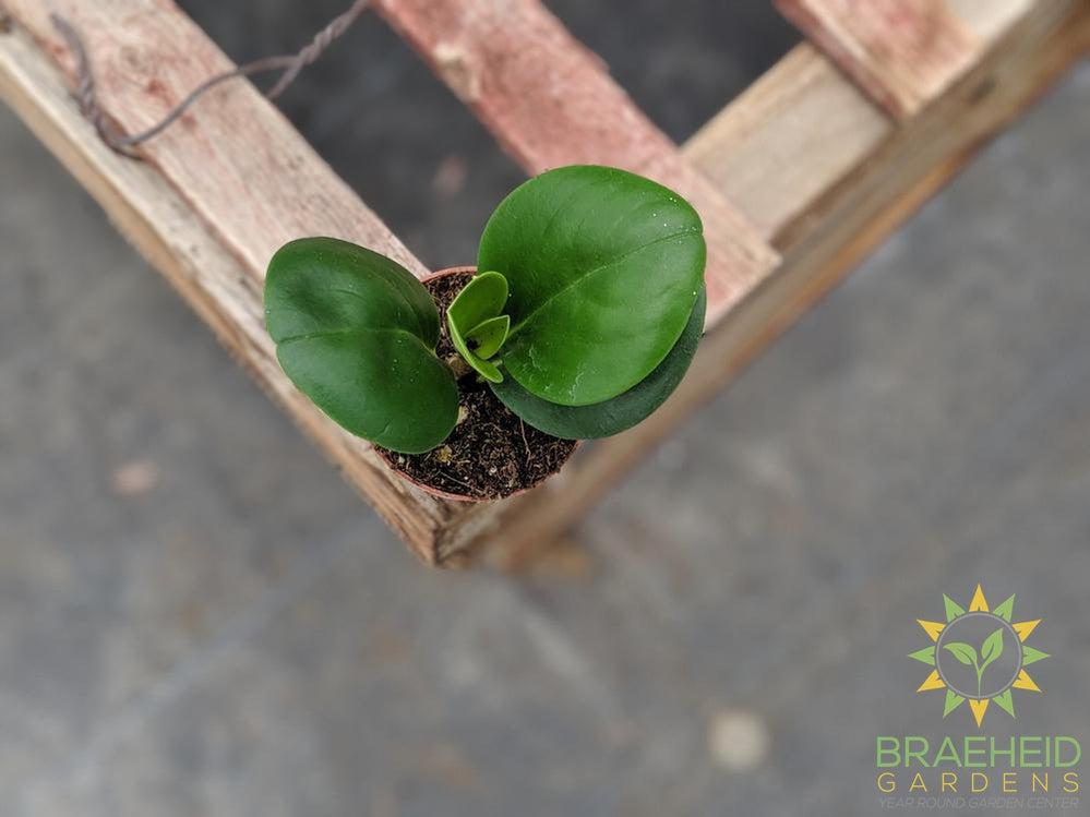 identify your peperomia plant