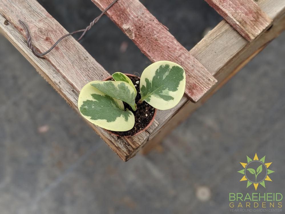 Buy Peperomia houseplants online in Canada
