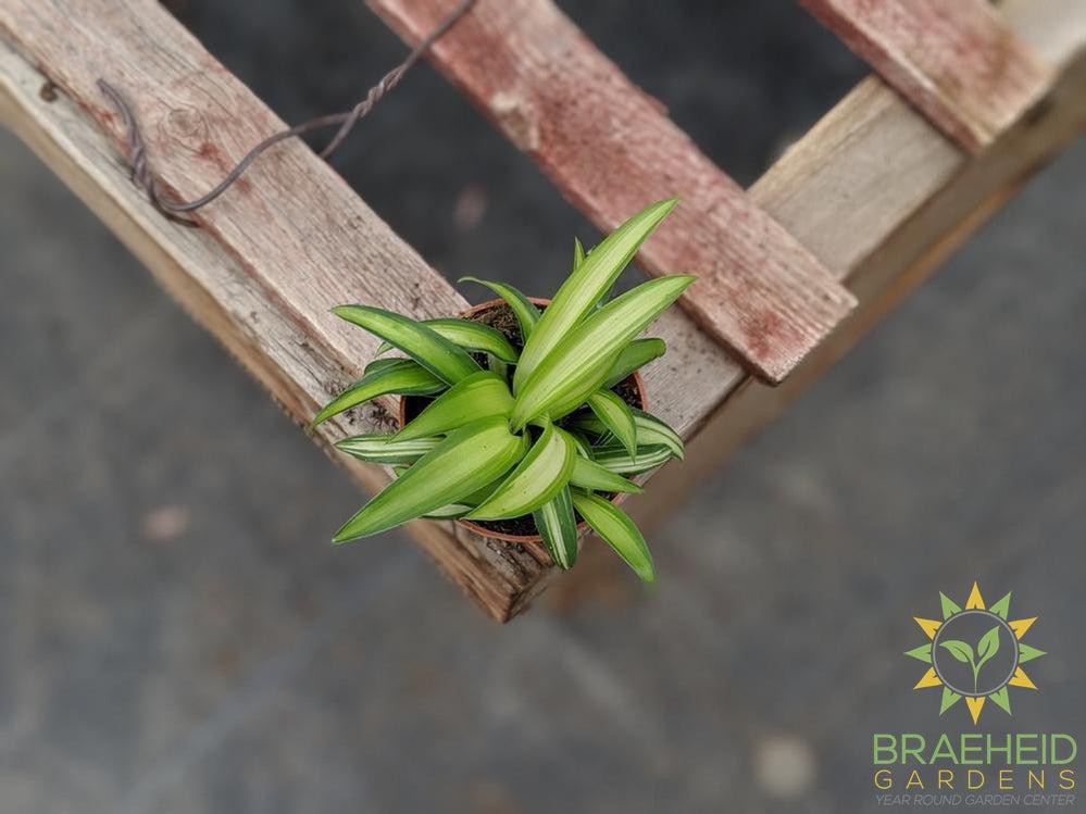 Hawaiian Spider Plant