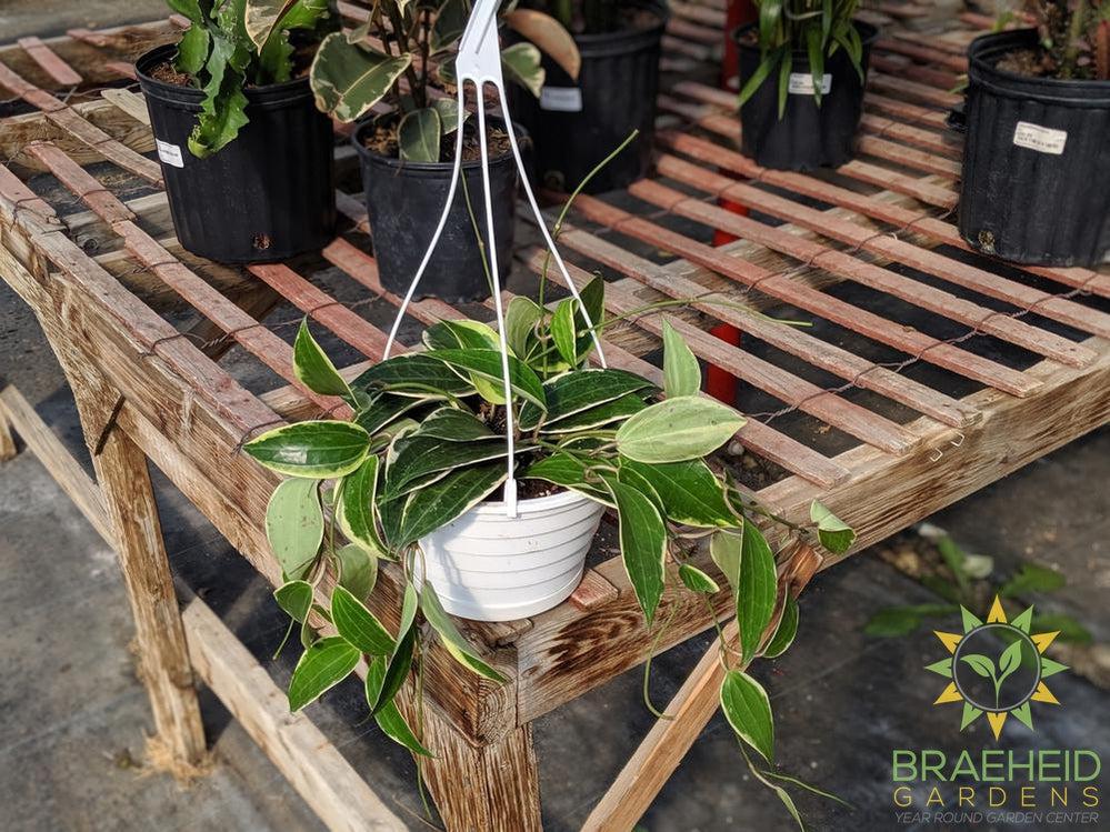Order Large Hoya Macrophylla Albomarginata in Canada