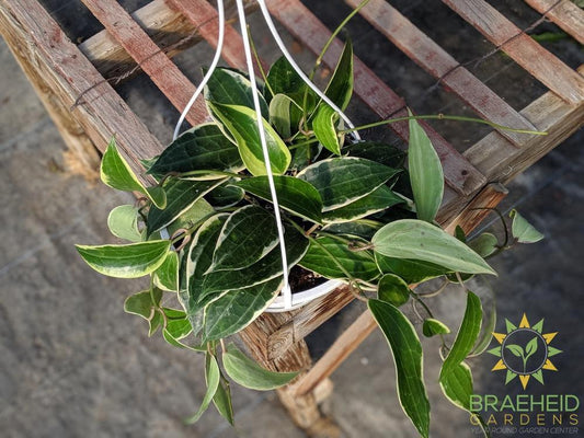 Buy Hoya Macrophylla Albomarginata Canada wide Shipping