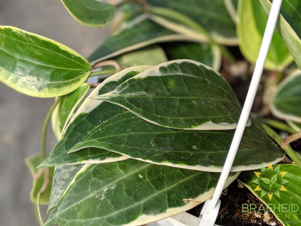 Hoya Macrophylla Albomarginata Leaf shape