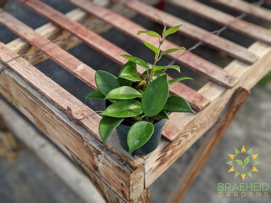 Order medium Hoya Carnosa Canada