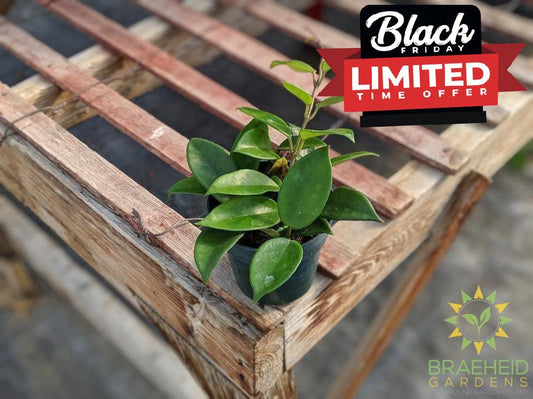 Order medium Hoya Carnosa Canada