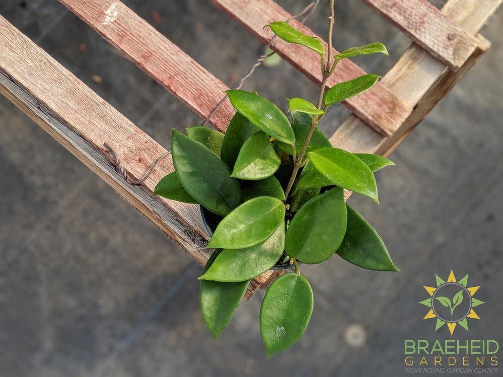 Hoya Carnosa houseplant leaf