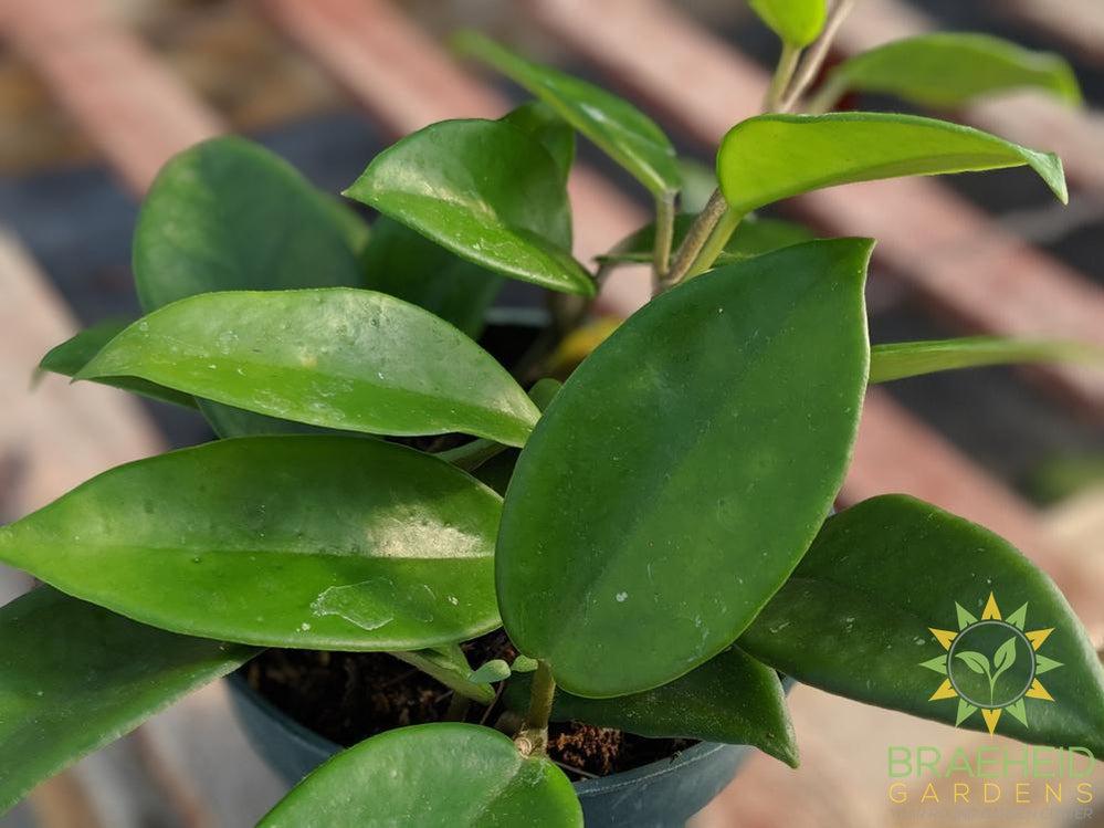 Hoya Carnosa leaf