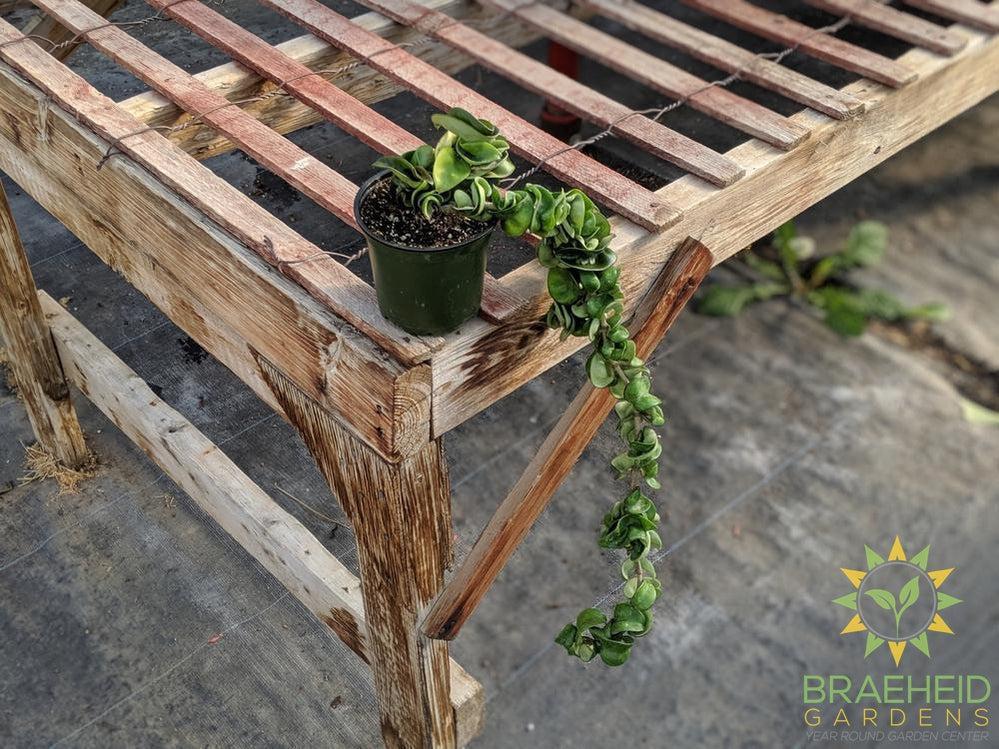 Shop Carnosa Compacta Online in Canada