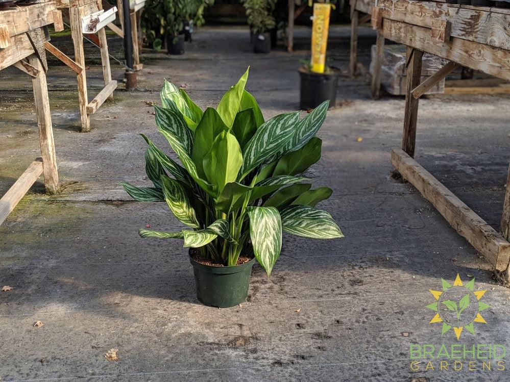 Large Stripes Chinese Evergreen - NO SHIP