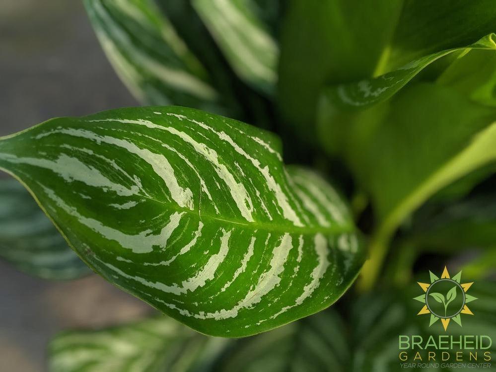 Large Stripes Chinese Evergreen - NO SHIP