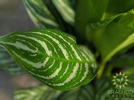 Large Stripes Chinese Evergreen - NO SHIP