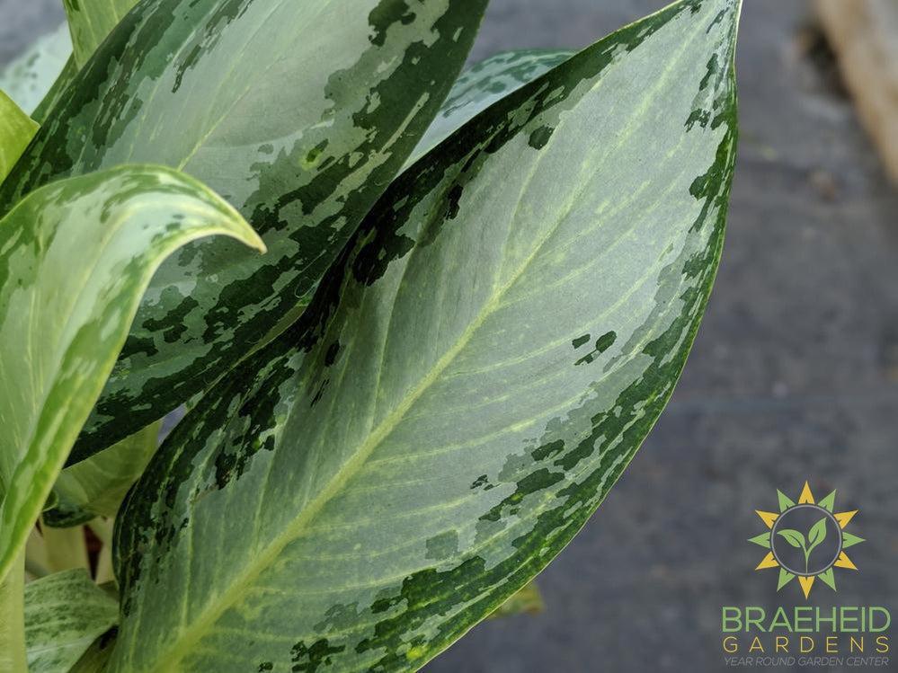 Large Silver Bay Chinese Evergreen - NO SHIP