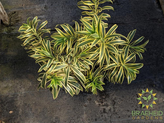 Large Song of India - NO SHIP