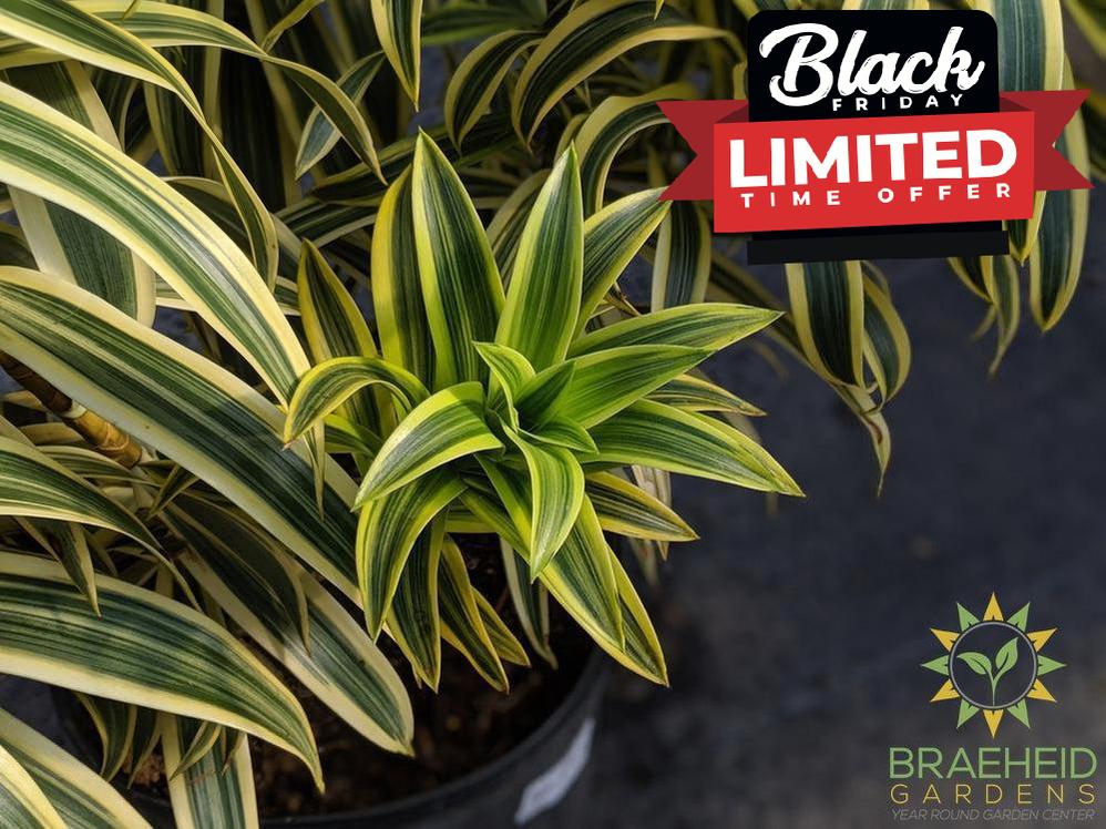 Large Song of India - NO SHIP