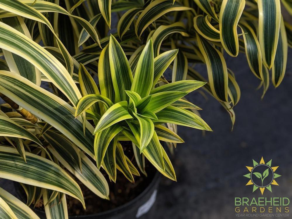 Large Song of India - NO SHIP