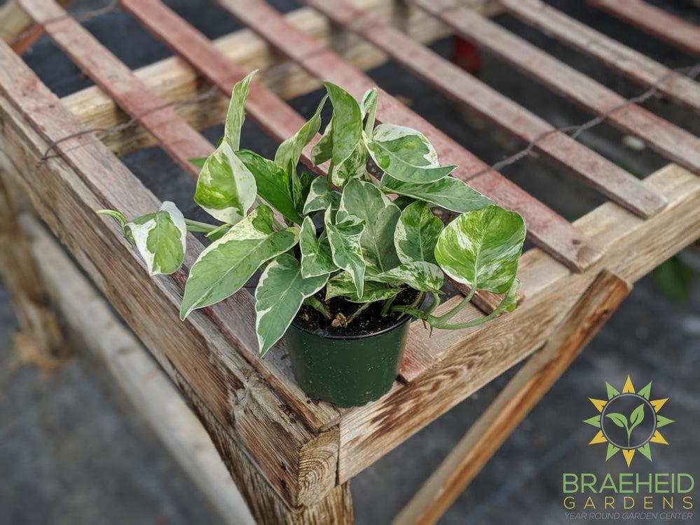 Order Pearls and Jade Pothos online in Canada