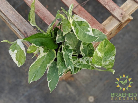 Buy Pearls and Jade Pothos in Canada