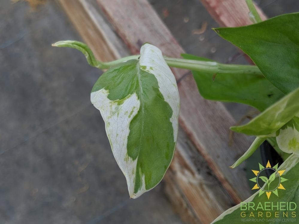 Pearls and Jade Leaf pattern