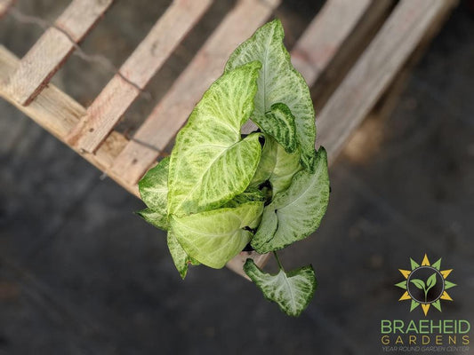 White Butterfly Syngonium
