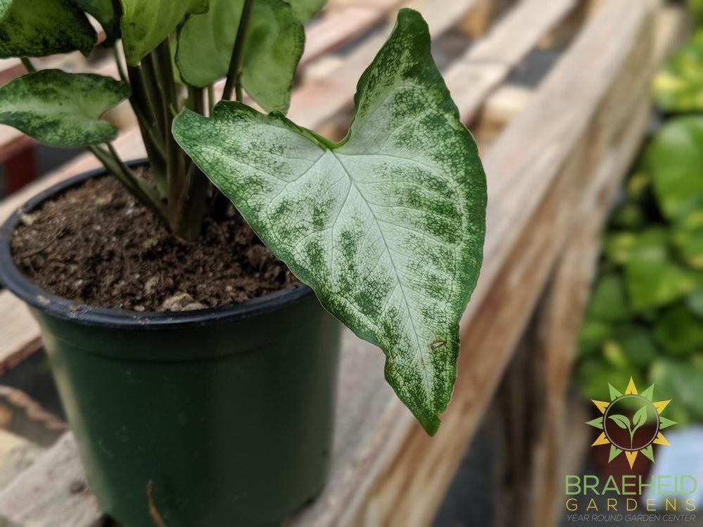 White Butterfly Syngonium