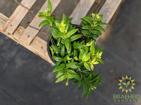 Lipstick Japhrolepis