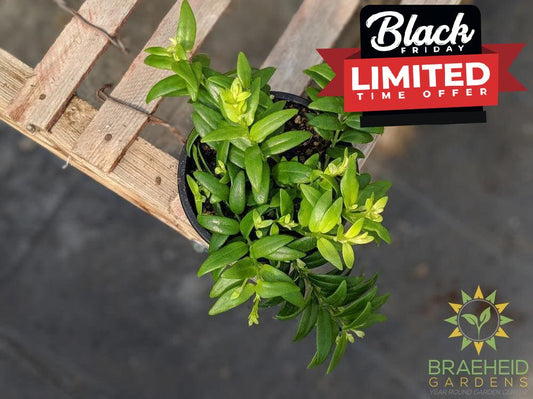 Lipstick Japhrolepis