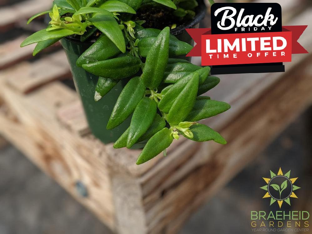 Lipstick Japhrolepis