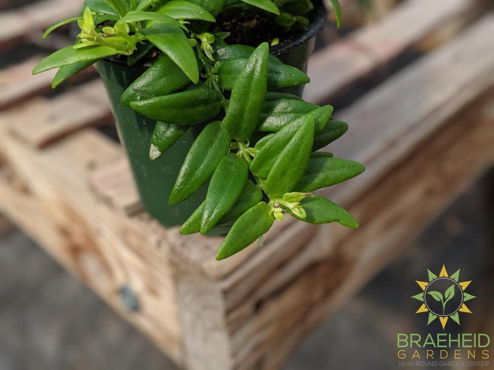 Lipstick Japhrolepis