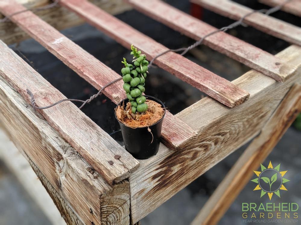 Shop for Dragon scale Dischidia in Canda