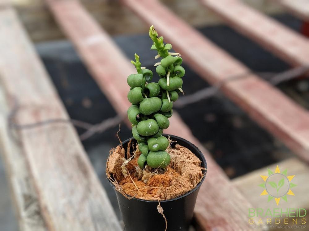 Order Dragon scale Dischidia in Canada wide Shipping