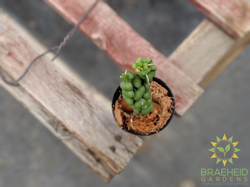 Buy Dragon scale Dischidia in Canada