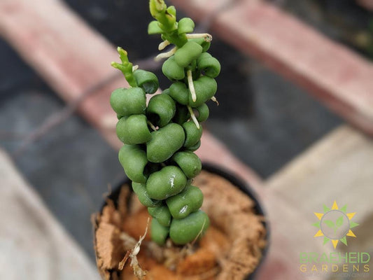 Dragon scale Dischidia Leaf shape