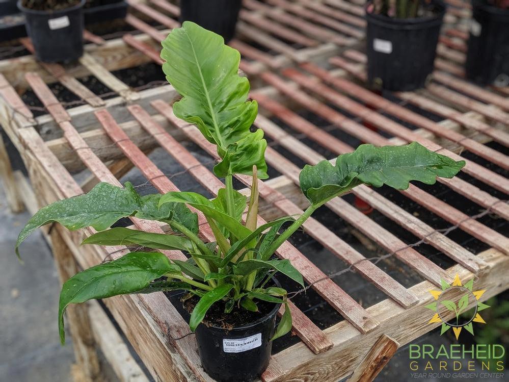 buy philodendron online canada Buy Jungle Boogie Philodendron online in Canada