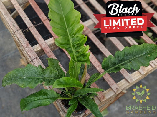 Jungle Boogie Philodendron