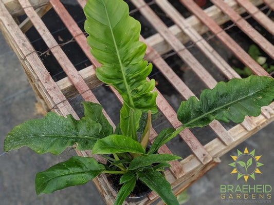 Jungle Boogie Philodendron