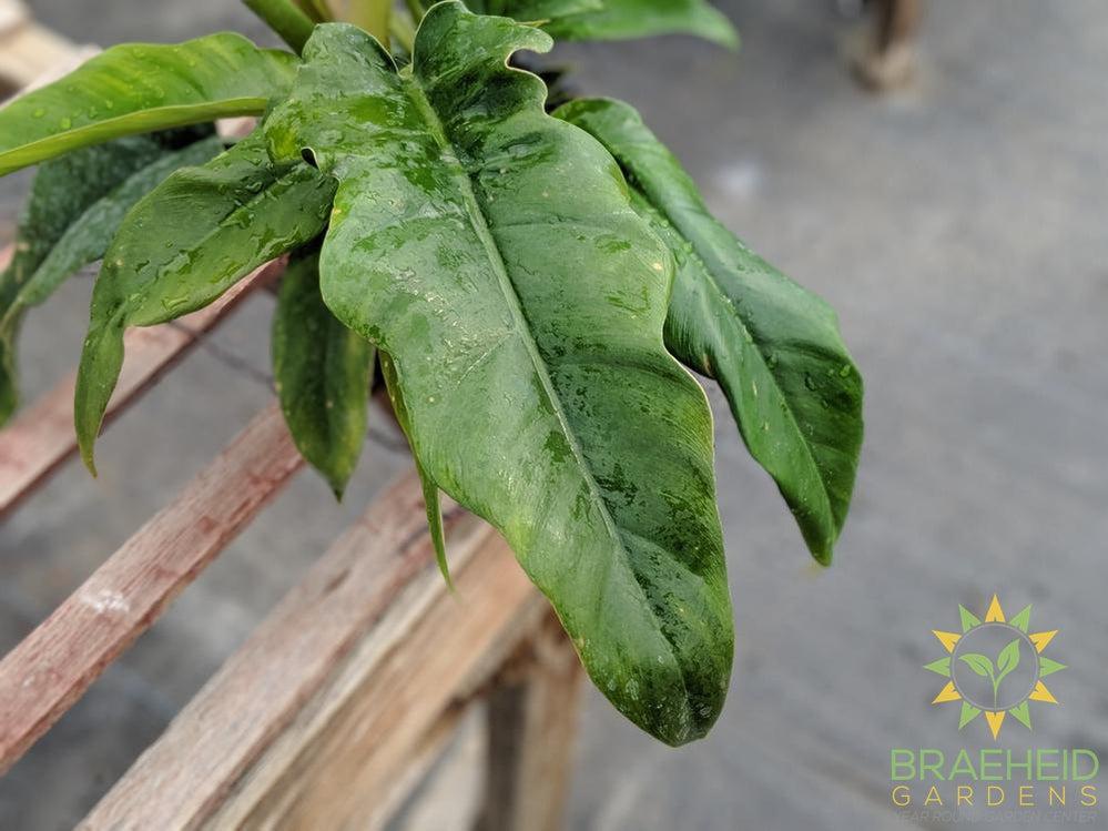 Jungle Boogie Philodendron