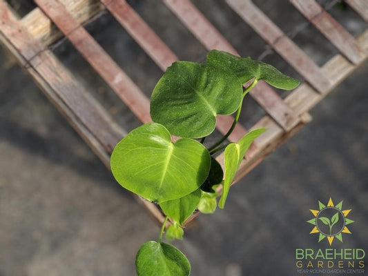 Buy Split Leaf Monstera in Canada