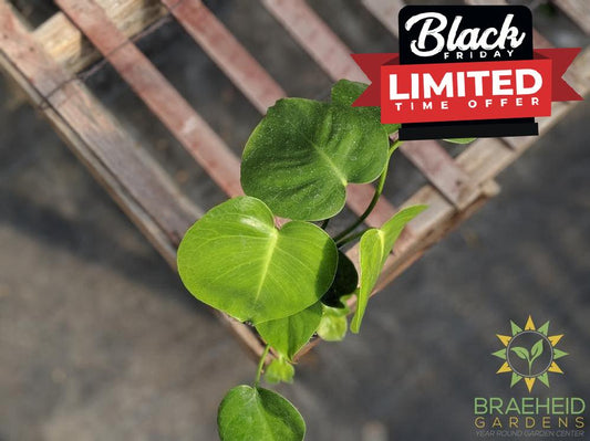 Buy Split Leaf Monstera in Canada