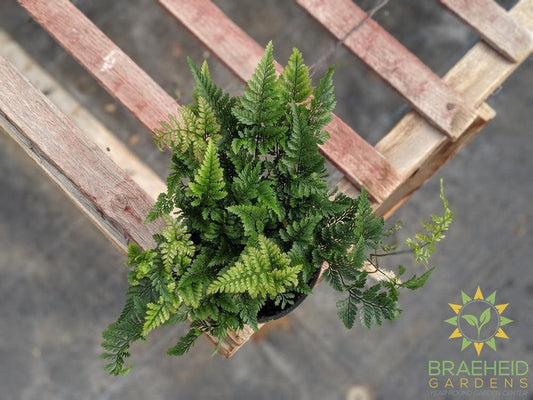 White Rabbit Foot Fern