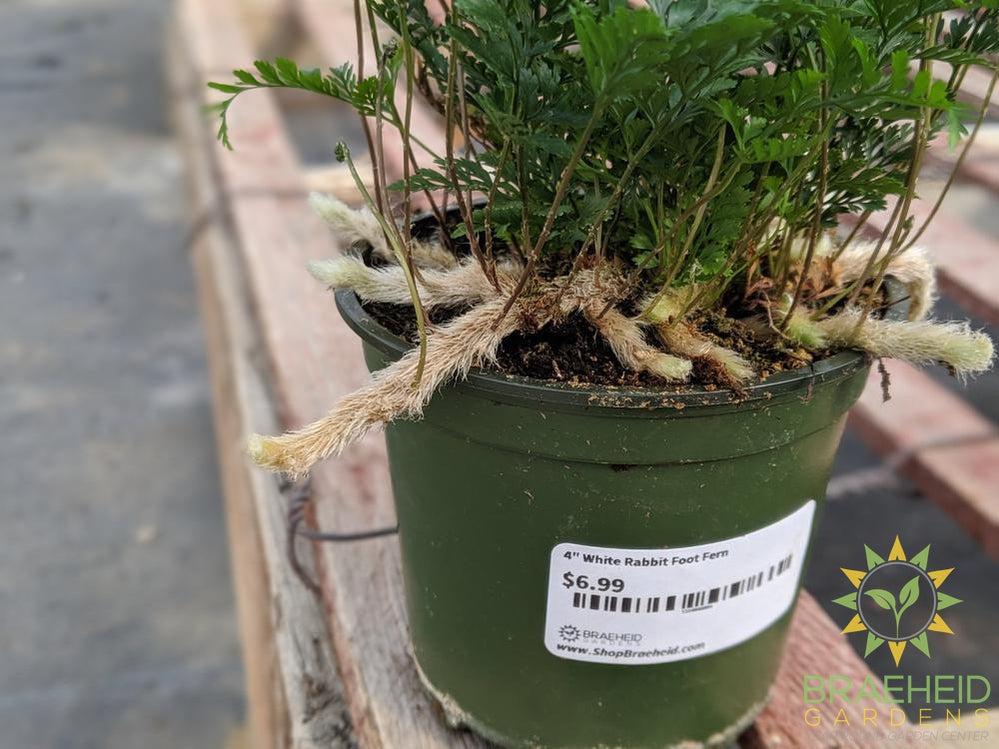 White Rabbit Foot Fern