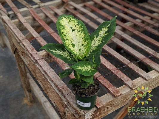 Dieffenbachia Perfection