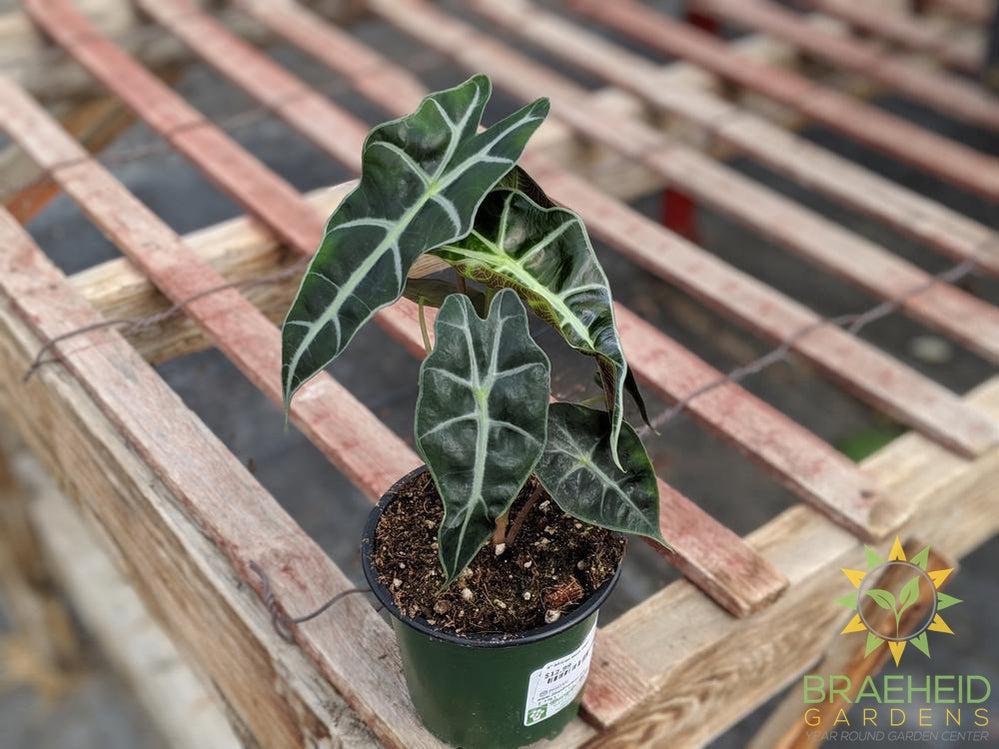 African Mask Plant