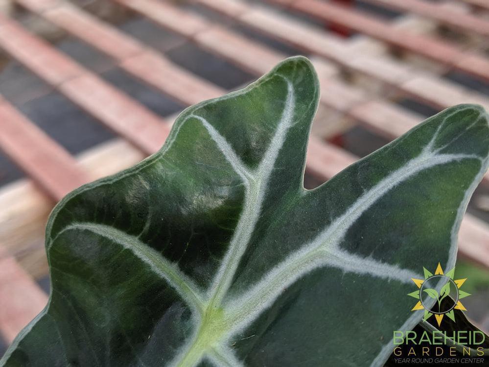African Mask Plant